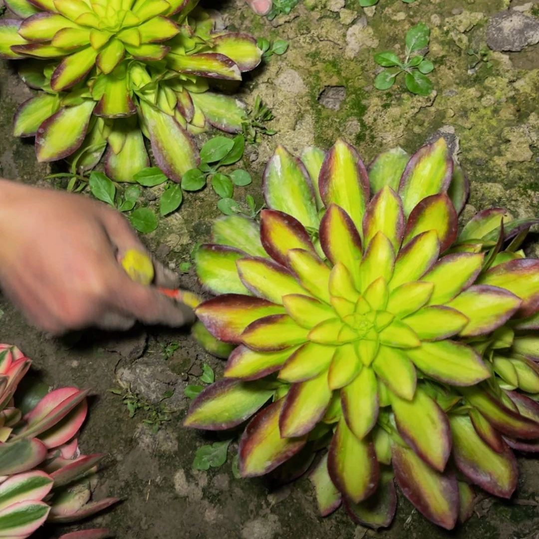 韶华多肉捧花的捧花