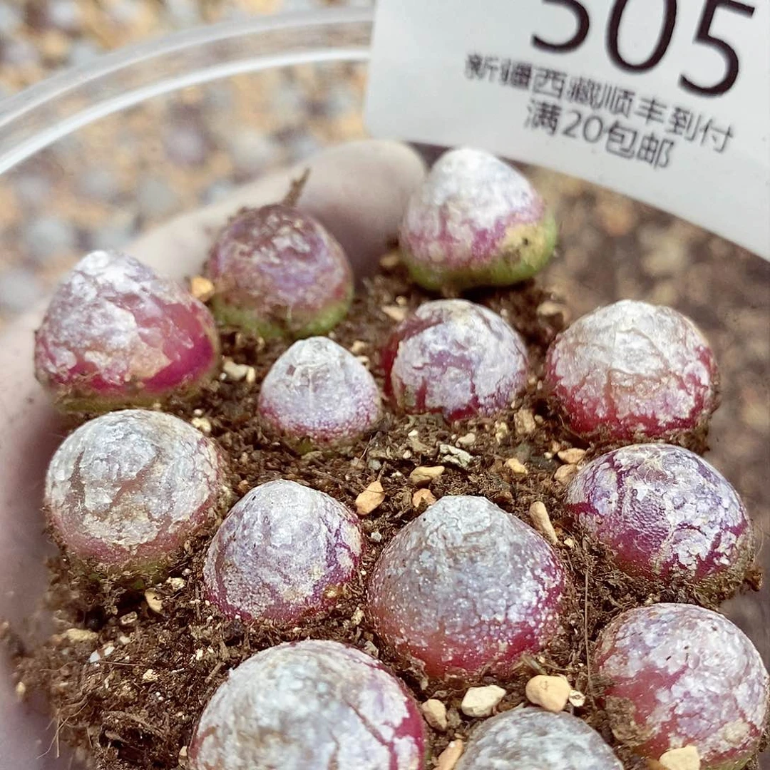 我还想和他们出去逛逛逛505