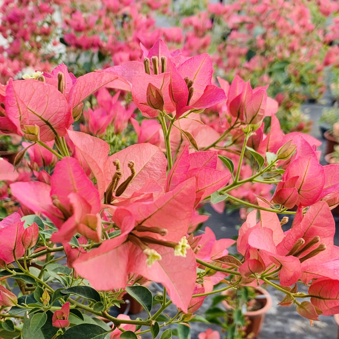 【高飘卡亚塔】千朵繁花  避雨易养  三角梅造景天花板