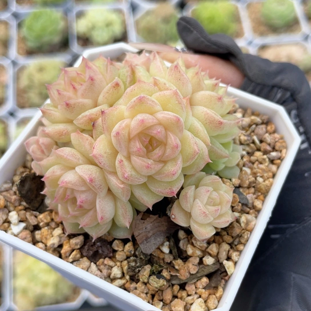 S优选精品麦杆664