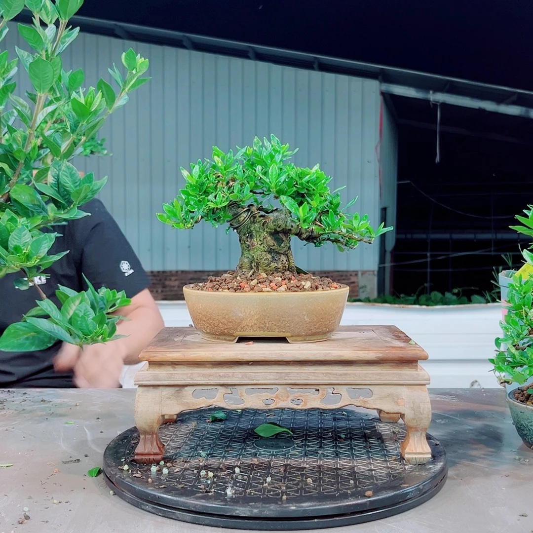 狸***奴清誉栀子花花花花