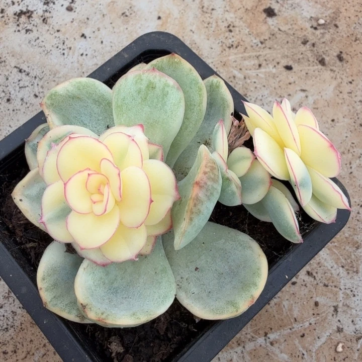 晨露锦底座底座腹欧你锦