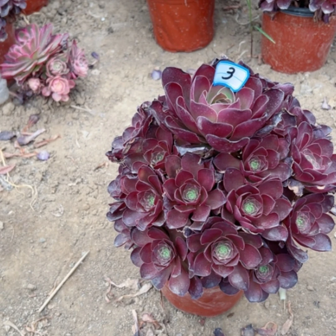 【闪购商品】多肉植物魅金3