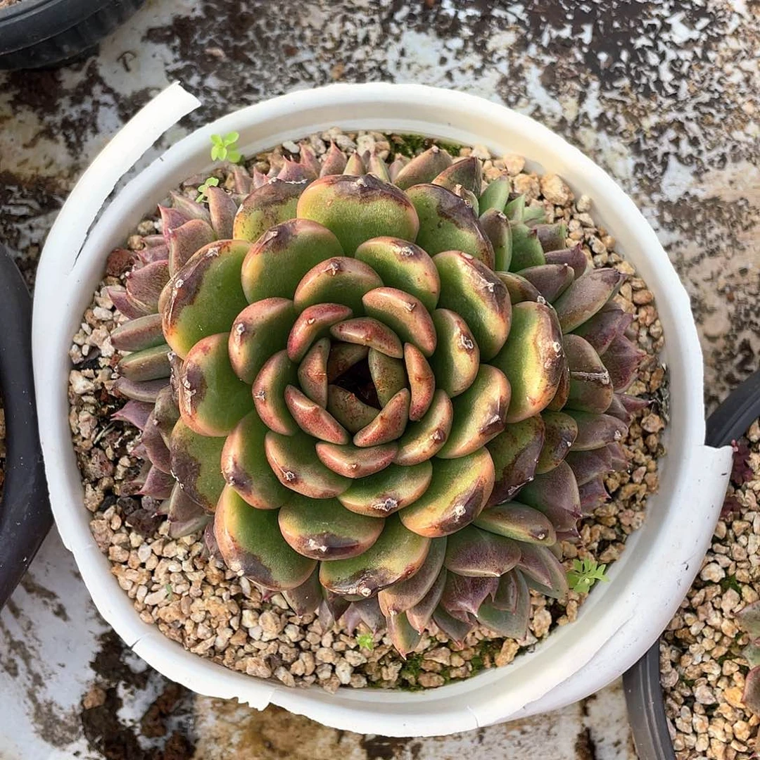 多肉植物一物一拍