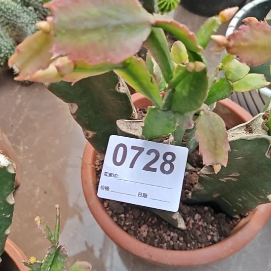 荷花仙子嫁接零度之上包邮728