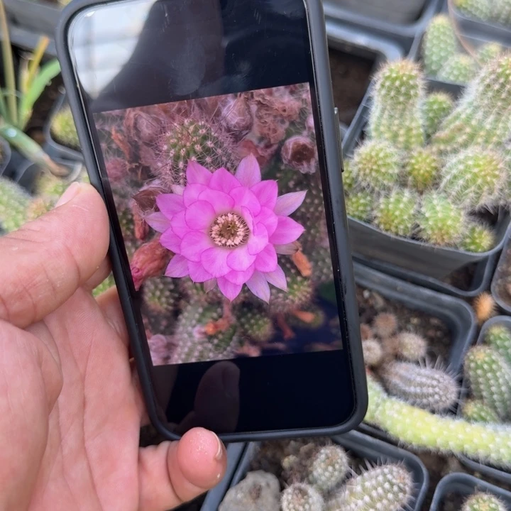 白檀仙人掌401白檀524