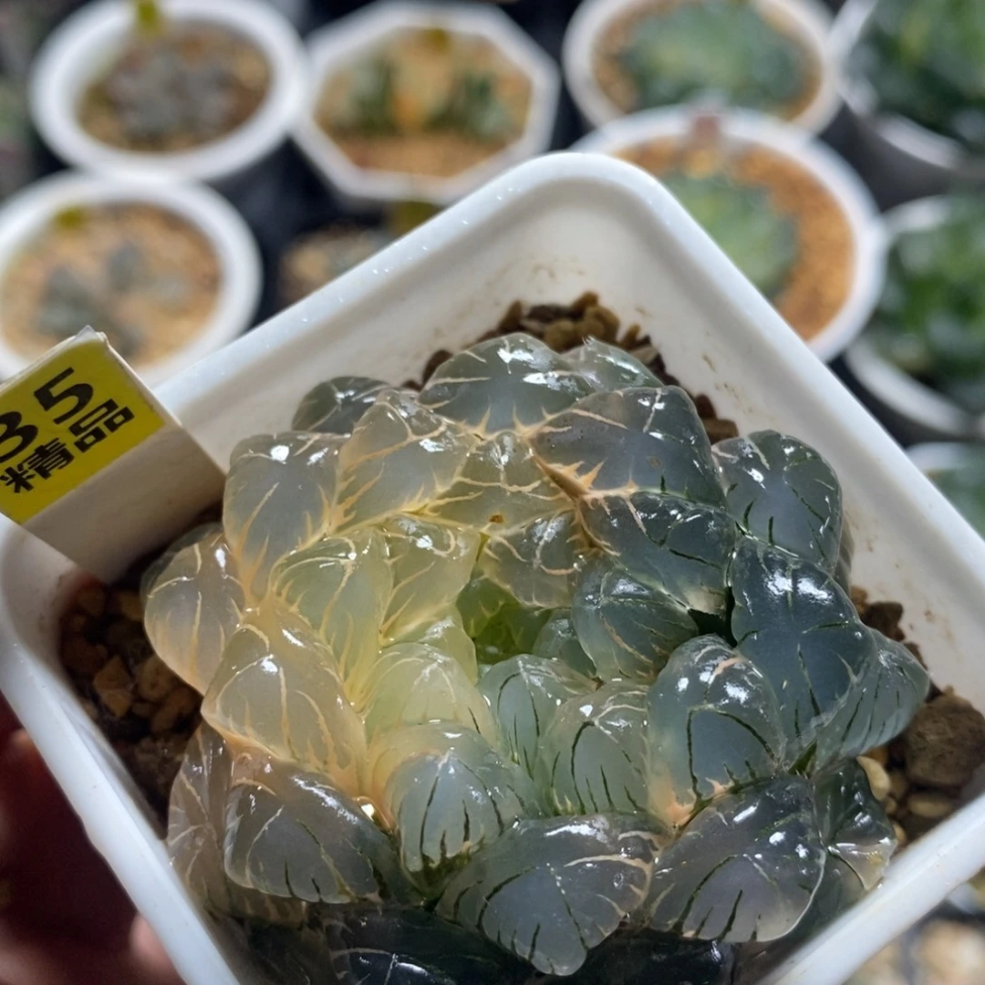 35实生玉露十二卷多肉