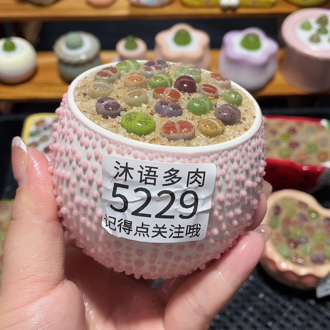 带盆土植物 一物一拍5229