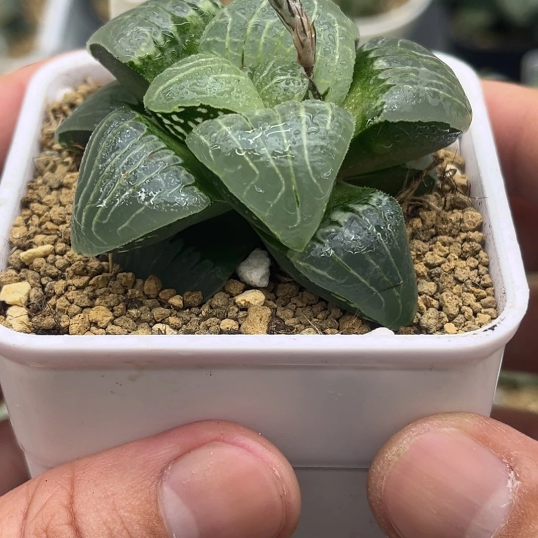 2粉色甜心发发发发发发