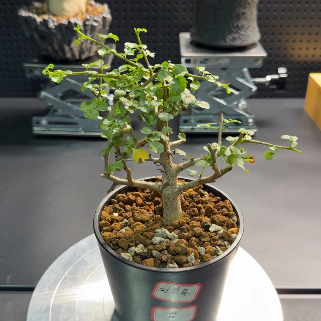 好望角没药橄榄实生