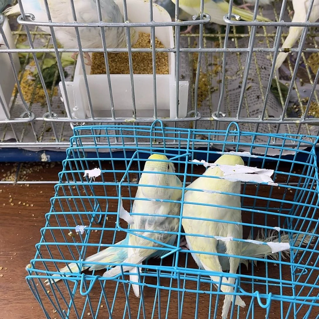 虎皮鹦鹉金彩鹦鹉