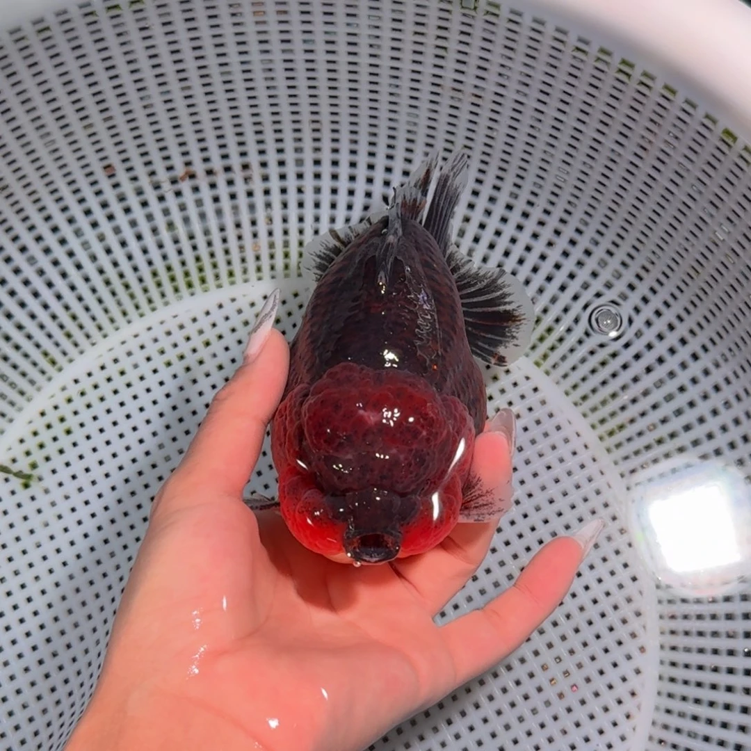 金鱼类不分公母15