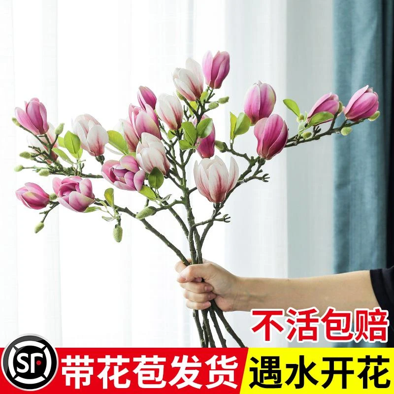 水培花卉绿植白玉兰室内植物好养干枝带花苞鲜切盆栽鲜花桌面插花