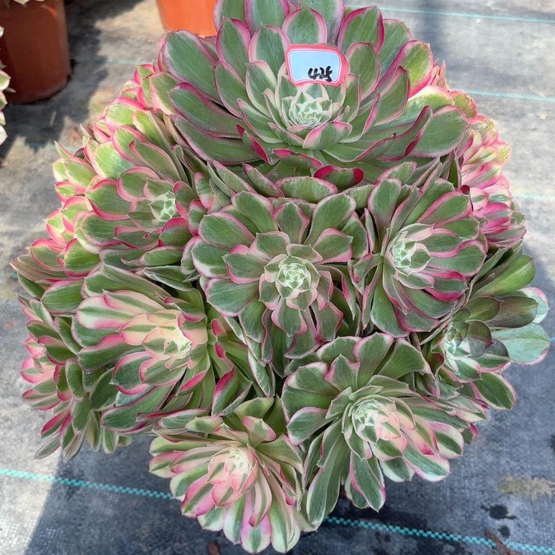 全部花朵425孔雀翎多肉植物