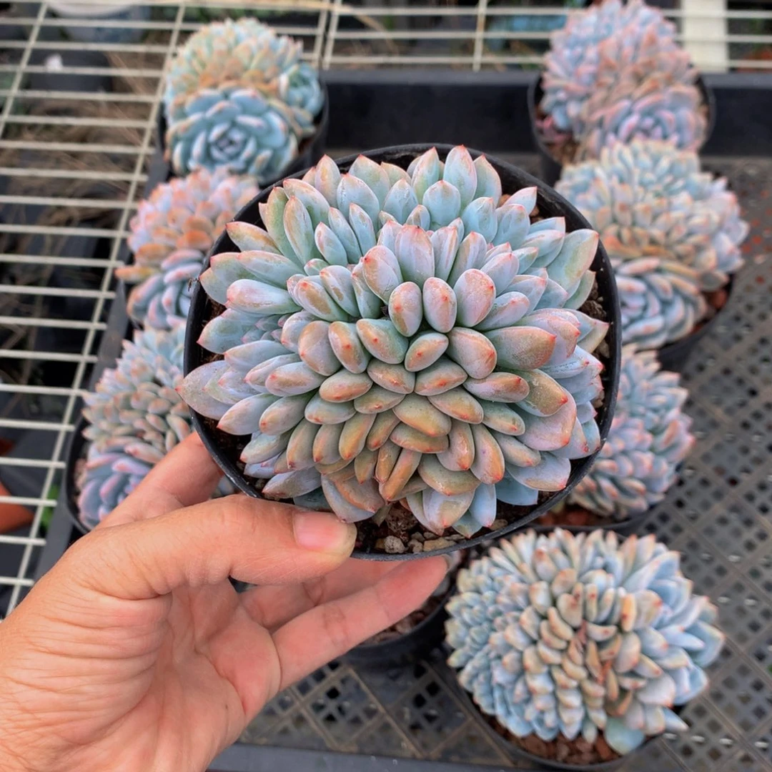 随*61068缀嗯嗯嗯嗯嗯好喜欢你