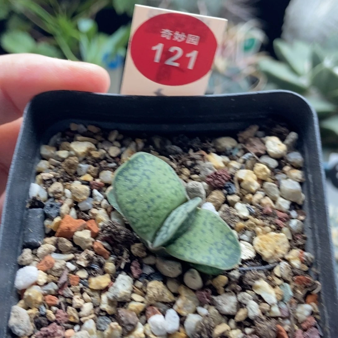 恐龙卧牛一棵仙人球