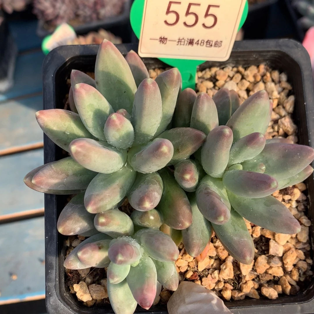 戴蒙得无砍平头开播福利555