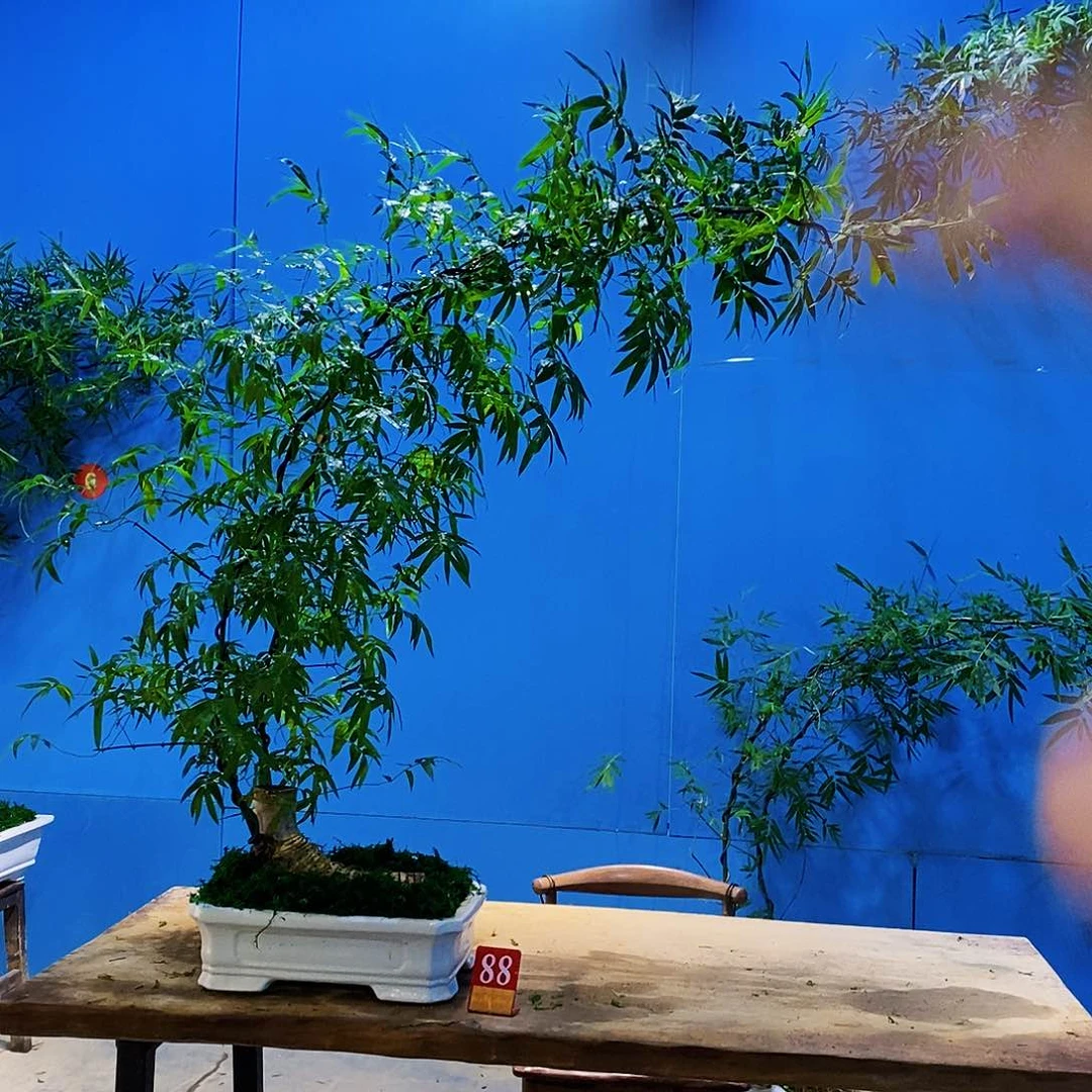 微***果无花朵小叶簕竹一物一拍