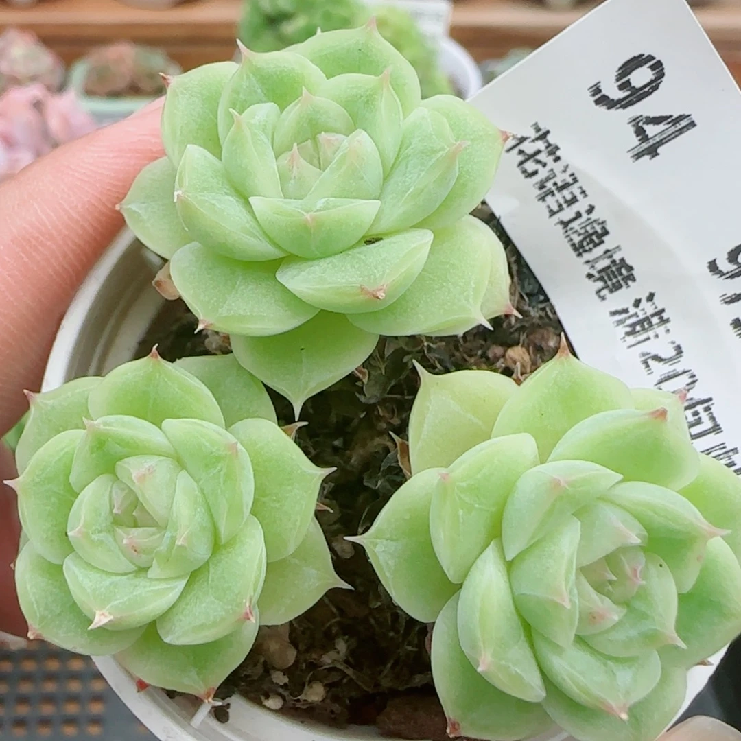 花语逸镜0925-94整