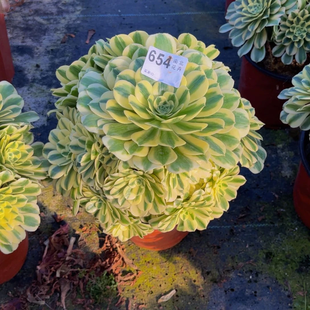 多肉迈巴赫00000654