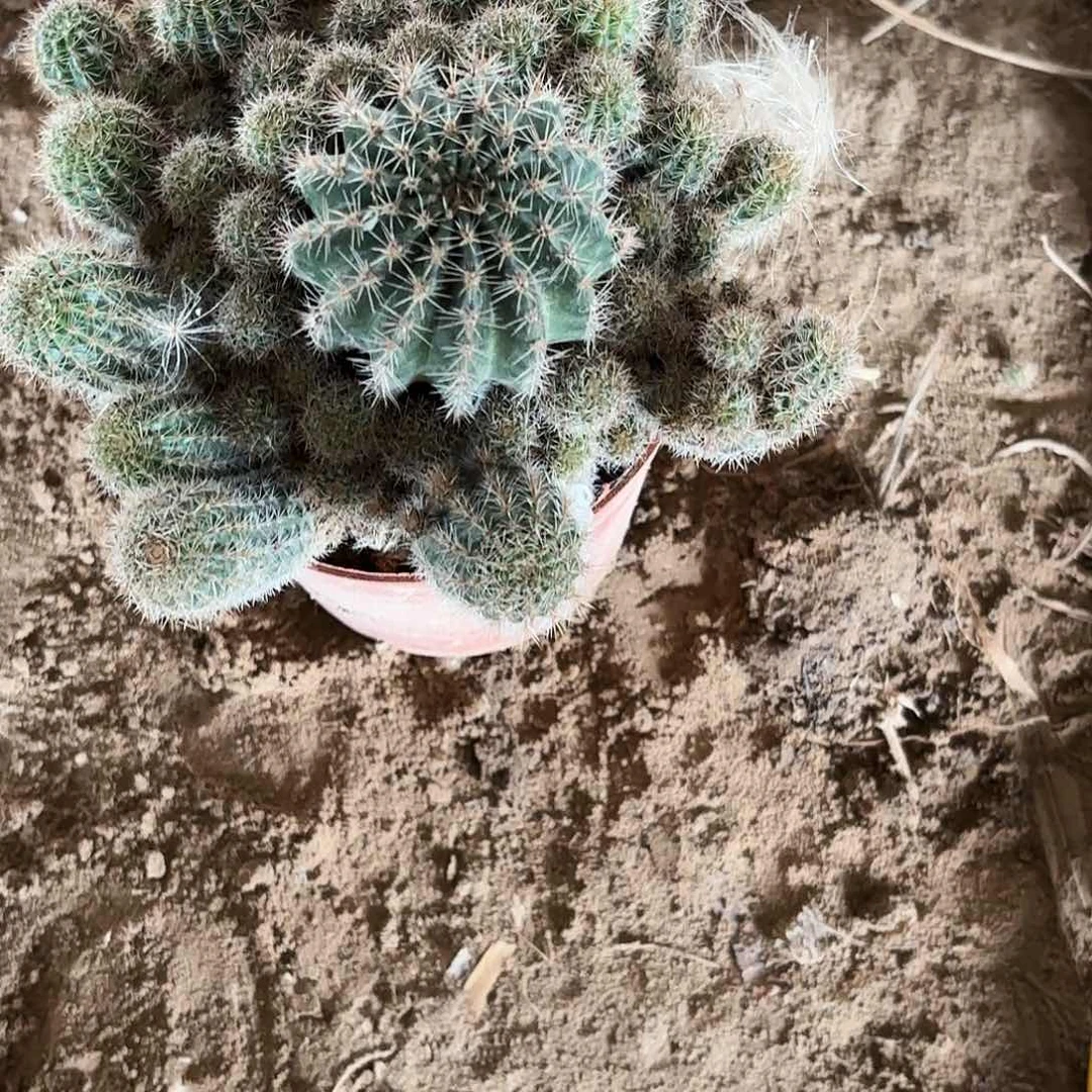 693 侧牙20包邮仙人球瑕疵