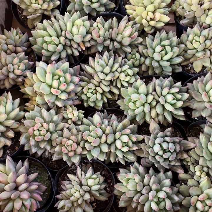 米其林群生三头起发精品多肉