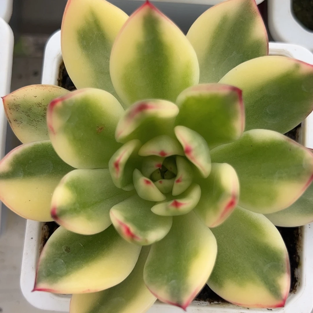 阿施娜锦多肉植物