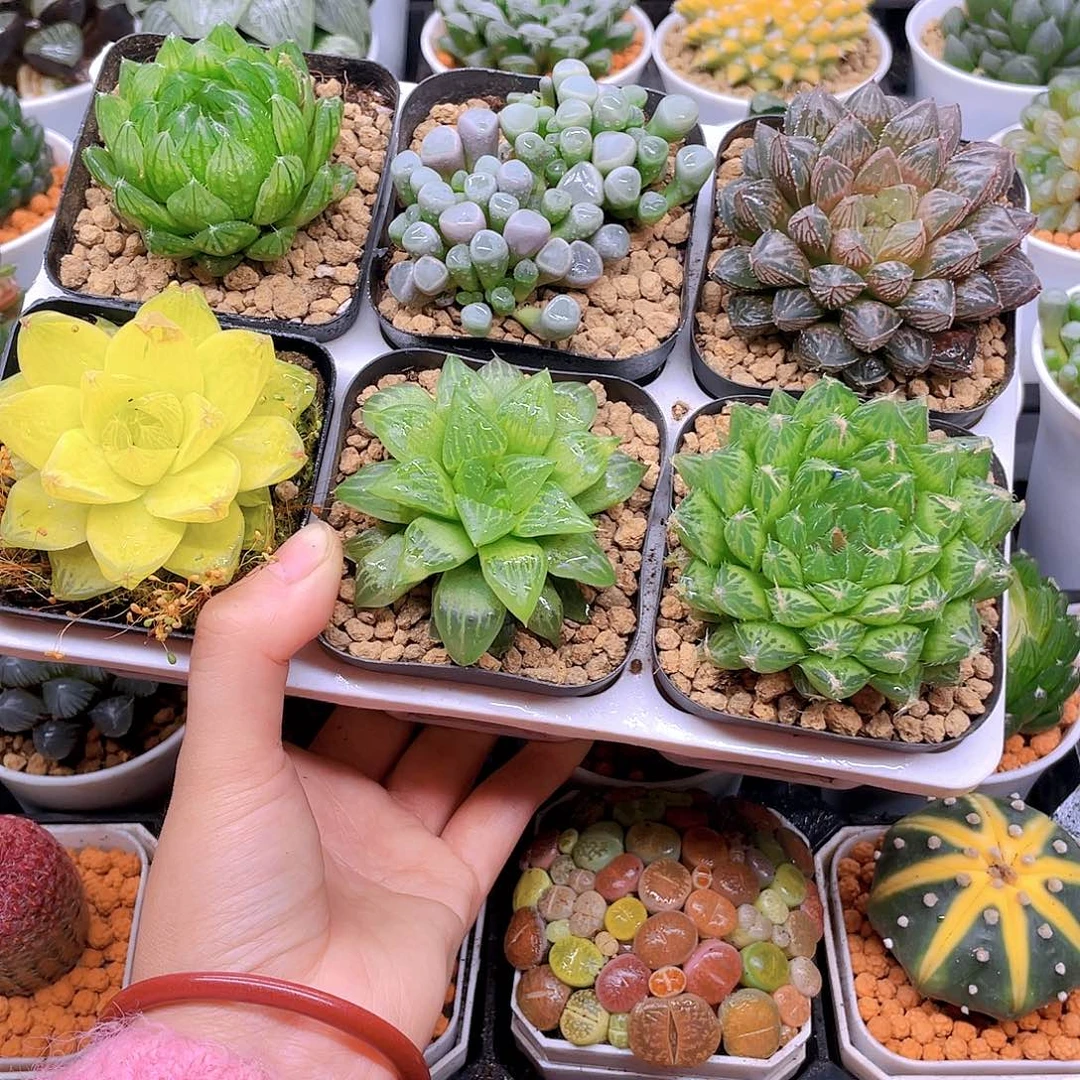 玉露六件套多肉，原盆