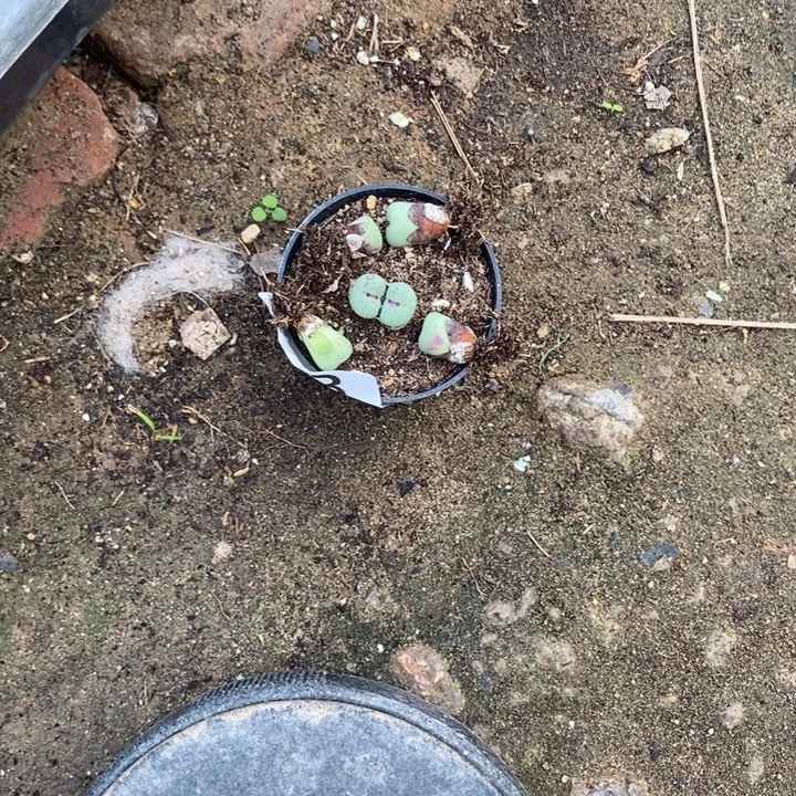 ****️生石花等植物的433