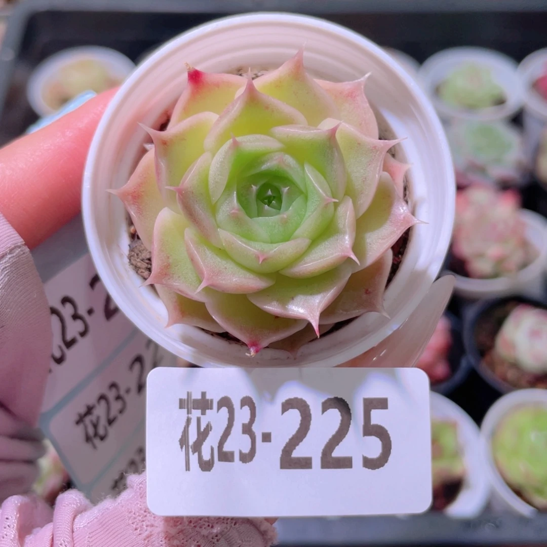 花利美23-225霜瓷