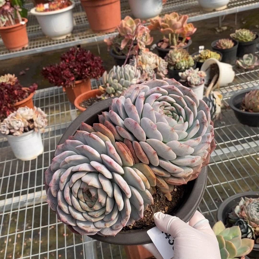 430冰橙大双头一物一拍