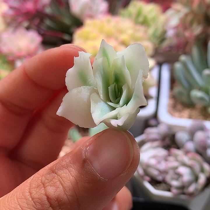 蓝丝绒侧芽腹轮锦