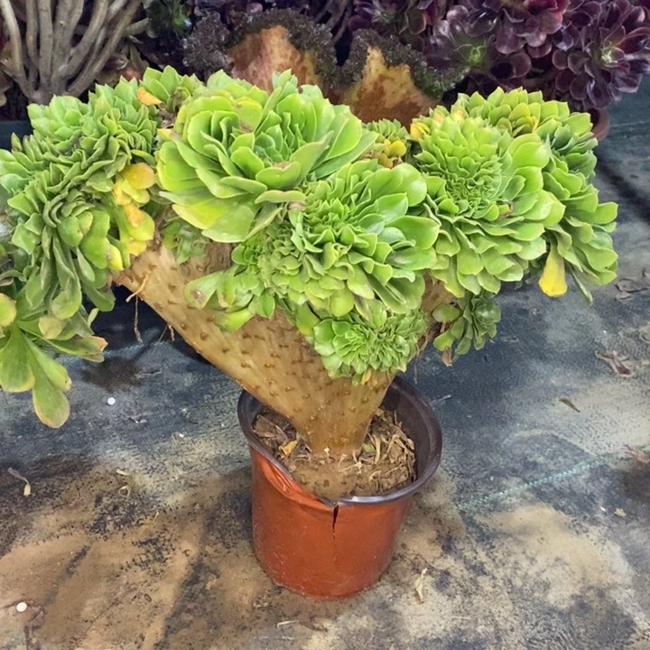 绿羊绒缀多肉植物12