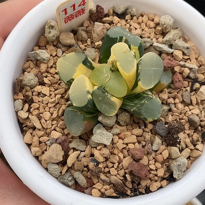 114透镜万象锦一物一拍