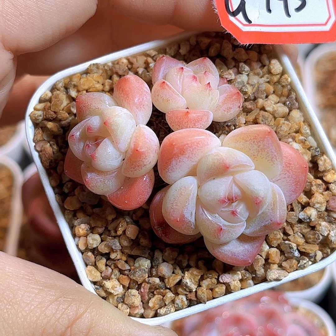 G945  新品珍妮满18包邮