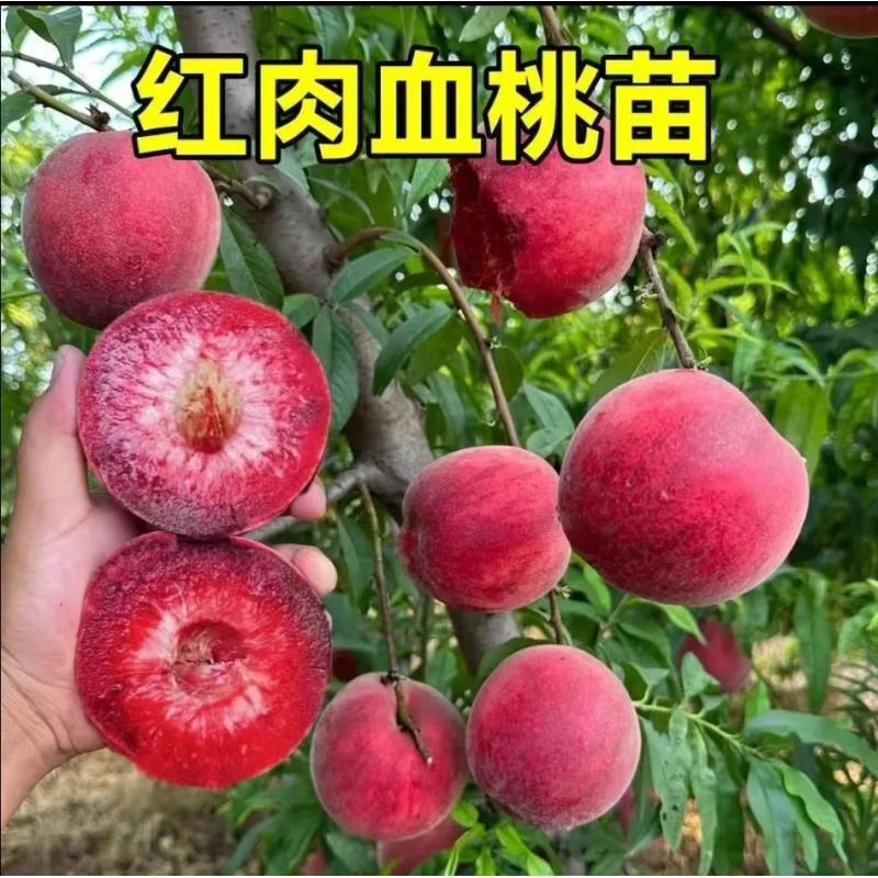 e1正宗嫁接血桃树苗盆栽地栽阳台庭院南方北方种植当年结果树苗