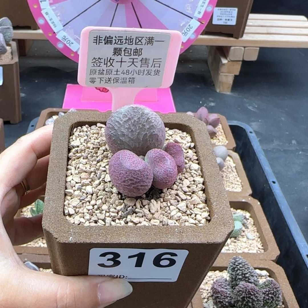 316红烧肉多肉植物