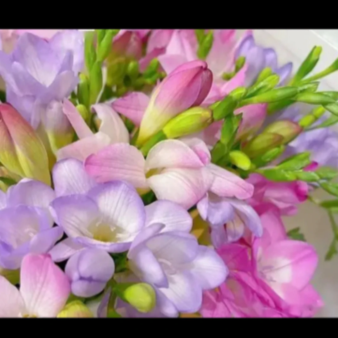 【香雪兰】小苍兰一花多色浓香花期长鲜花