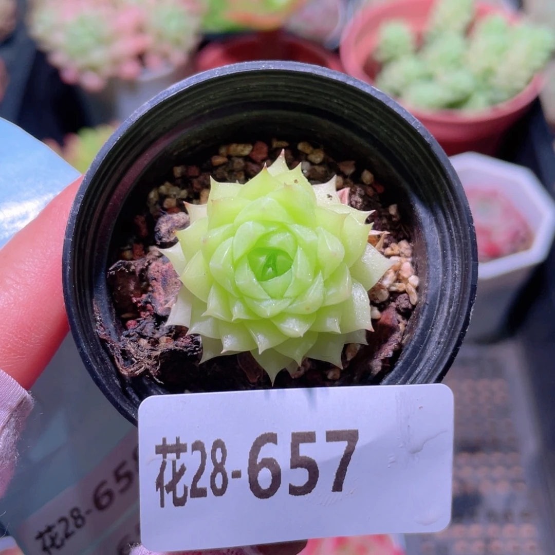 花利美28-657女王玫瑰