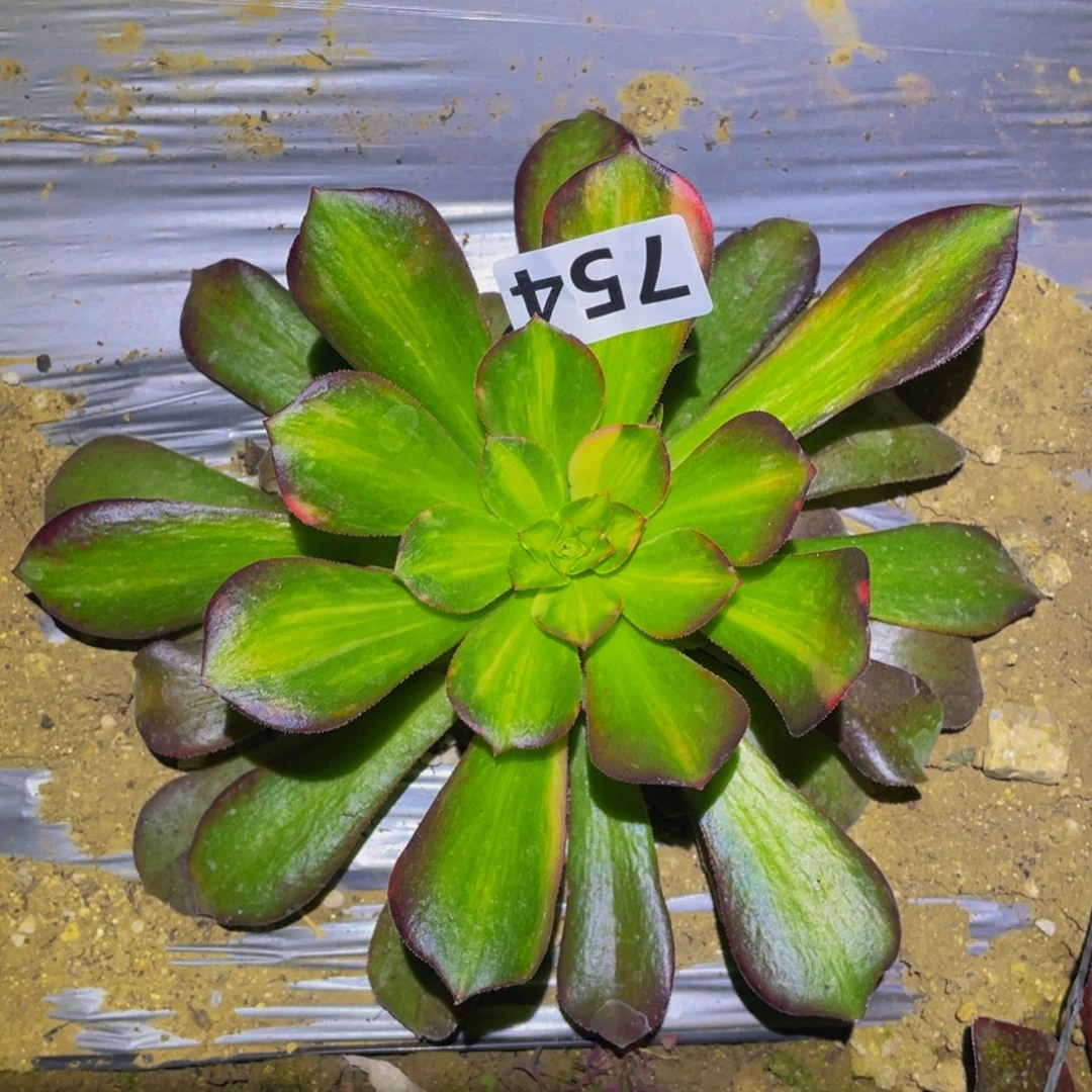 韶秀七彩锦流星雨754