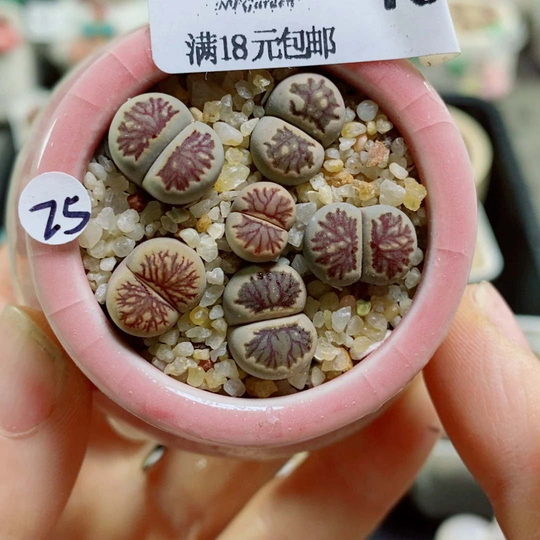 生石花花花花花花花花469