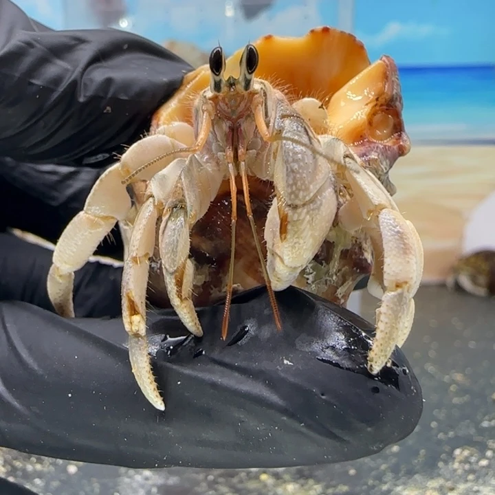 A29-1.9口灰白灰白