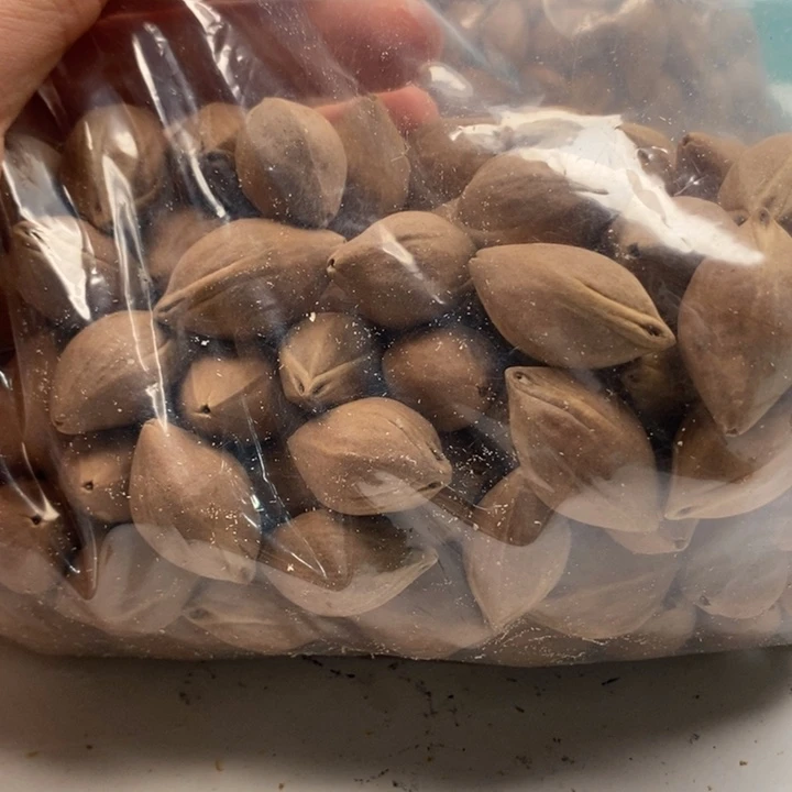 橄榄核手串/手链橄榄核雕