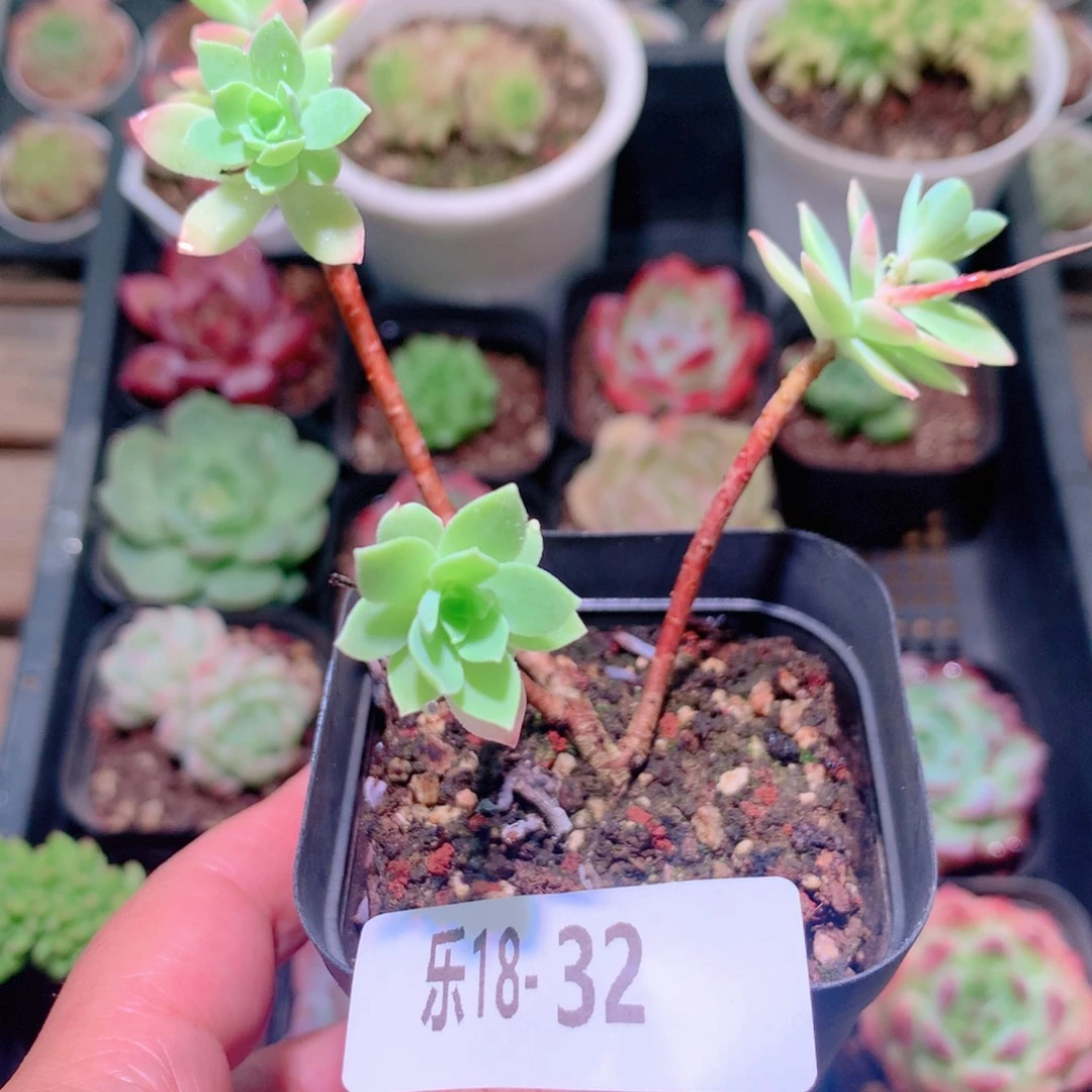 乐然18-32 薄化妆