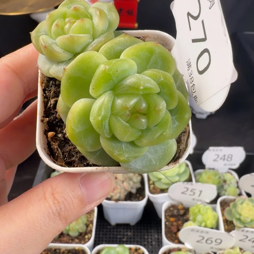 珍妮优选双头270号