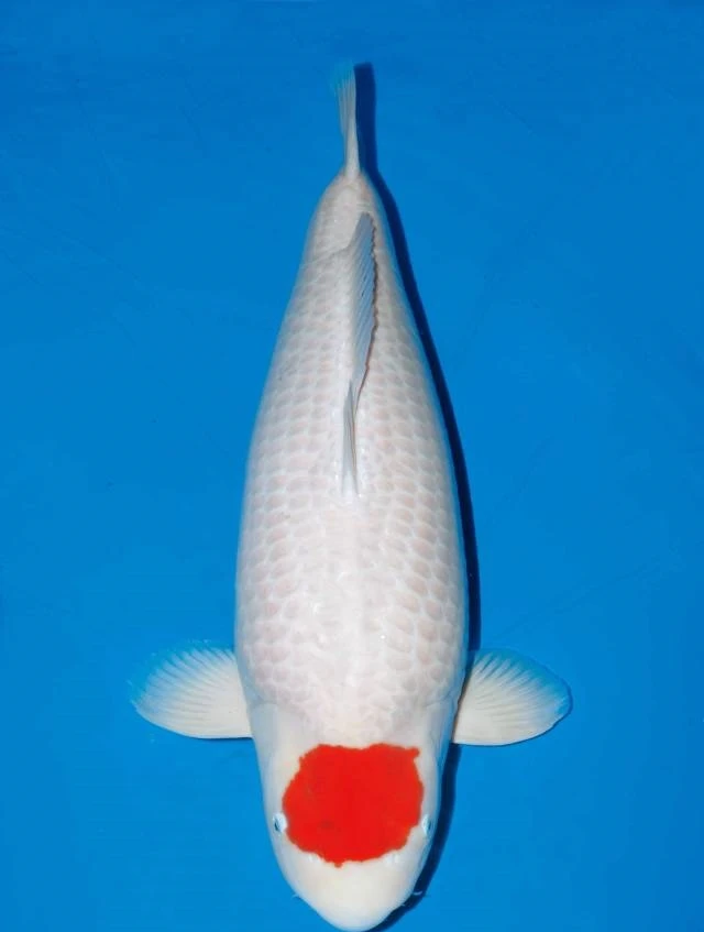 进口锦鲤、板井血统丹顶【包邮、包损、包活】直播专属福利