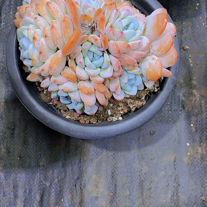 水***冷香多肉植物老桩
