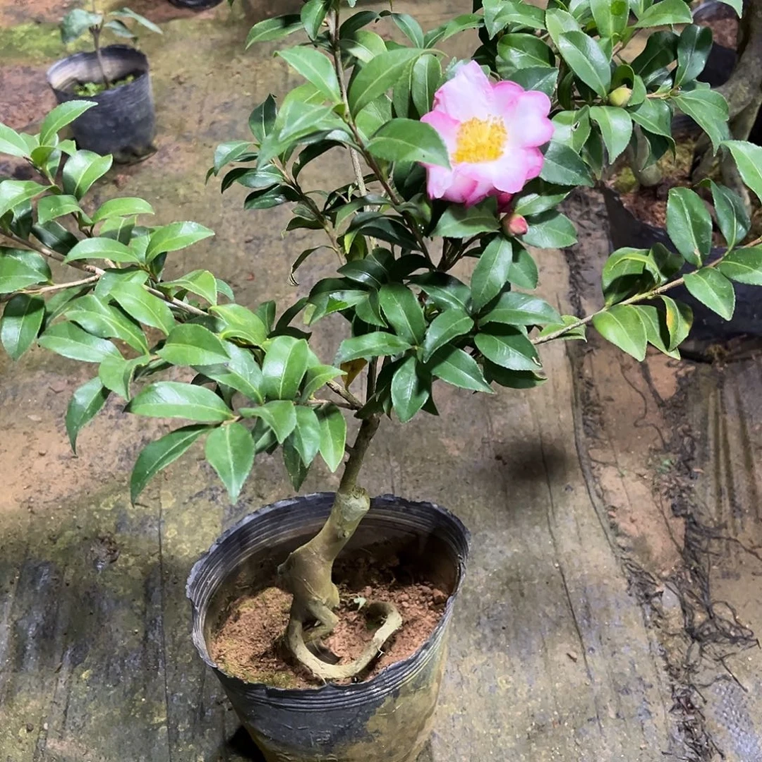 完全开放不知名 茶梅