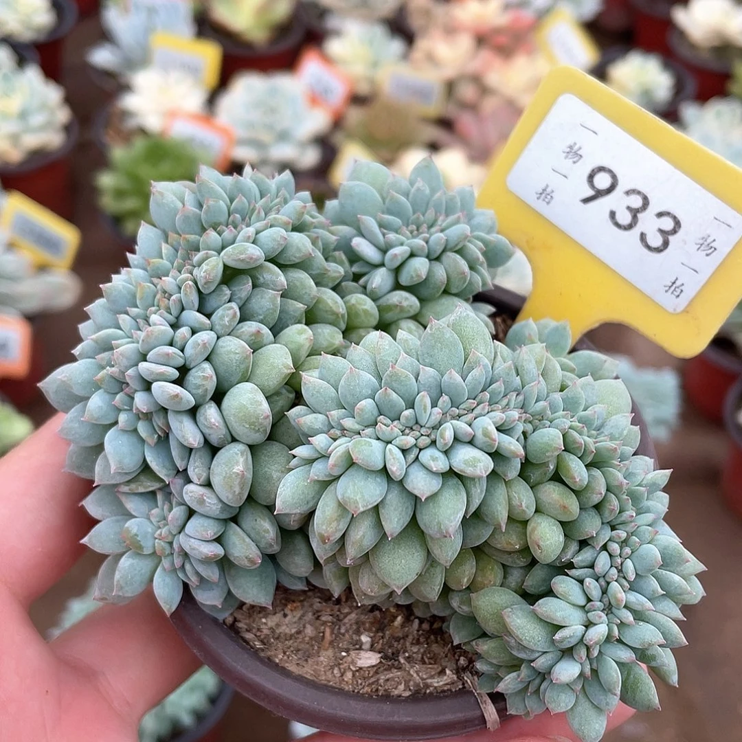 星***933号多肉植物盆栽