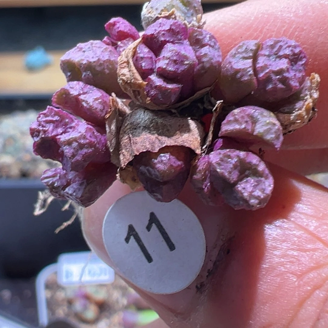 多肉植物111111111111